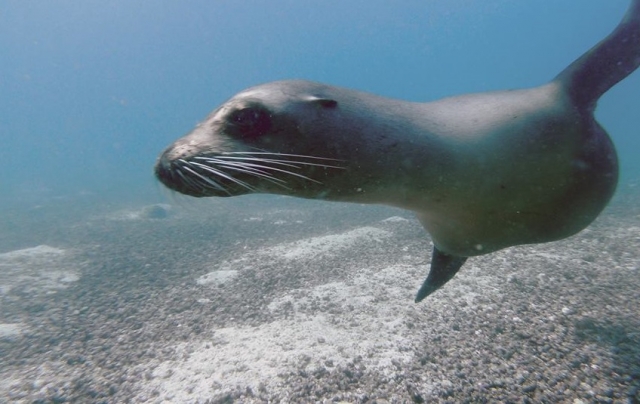  profiter de la plongée 